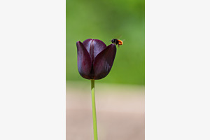 Tulipe