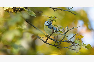 Mésange bleue 