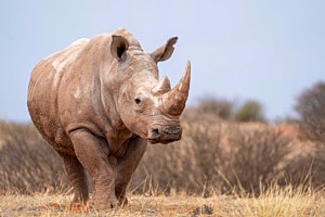 Nashorn Namibia