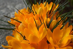 getarnter Igel