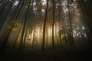 Herbstwald