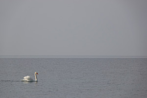 Cygne