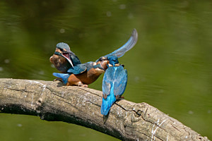 Eisvögel Eisvögel