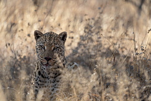 Leopard Namibia
