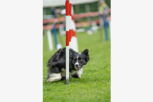 Agility