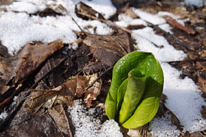 Dem Frühling entgegen