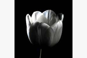 Weisse Tulpe