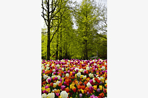 Frühlingserwachen 