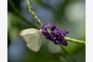 Ascia monuste-Schmetterling, Juwelen von Costa Rica