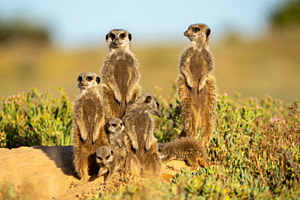 Erdmännchen Südafrika