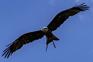 Flieg hoch junger Adler