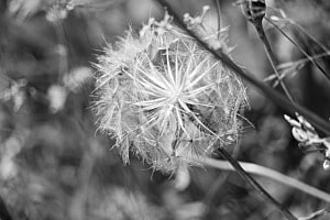 Pusterblume 