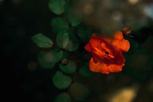 Rose II