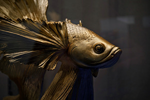 Freitag Fischtag - Close-up Kopf Siamesische Kampffisch (Betta splendens) im Schaufenster