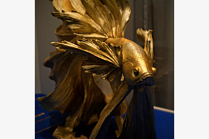 Freitag Fischtag - Golden Siamesische Kampffisch (Betta splendens) im Schaufenster