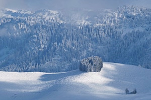 Rämisgummehoger