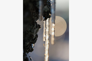 Glaçons sur l'écorce du pruneautier