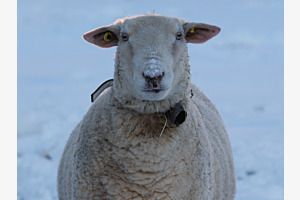 Mon voisin le mouton