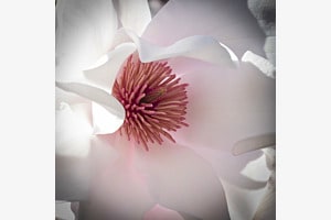 Magnolie