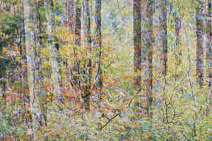Dance d'automne