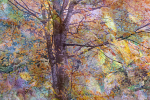 Tendre couleur d'automne