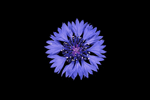 Kornblume