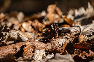 Schmetterling fügt sich ein
