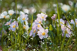 Early blooming