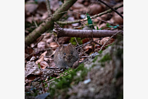 Sneaky field vole