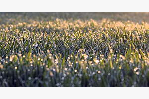 Pluie et soleil, le blé pousse