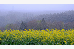 Colza sous la neige
