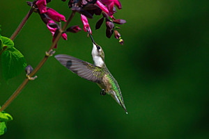 Ruby-throated hummingbird (female) Ruby-throated hummingbird (female)