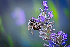 Biene auf Lavendel