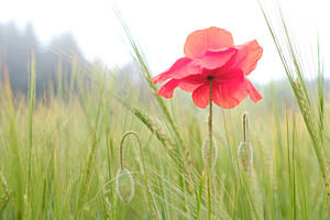 Chapeau le coquelicot