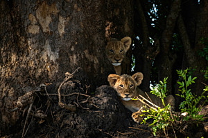 Liwonde National Park, Malawi Liwonde National Park, Malawi