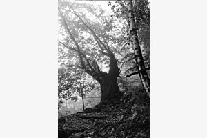 Foggy Ticino