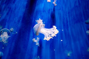 Jellyfish Jellyfish