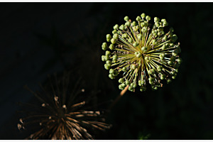 Ail