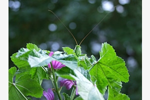 Mein Heupferd im Blumenkasten