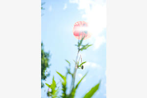 Lightness
