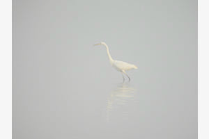 Silberreiher bei Nebel im Helmestausee