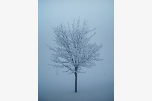 forgotten tree