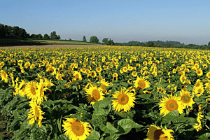 Sonnenblumen im Glanz der Morgensonne