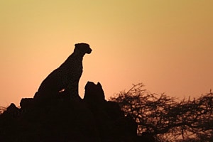 African sunset