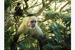 In the jungle of Costa Rica