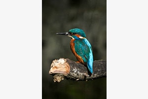 Eisvogel