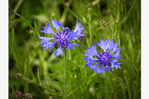 Blume
