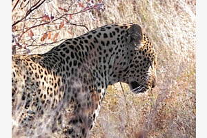 Leopard wakeup face