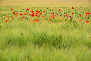 Ein Streifen am Horizont Ein Streifen am Horizont