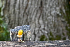 Durch den wald